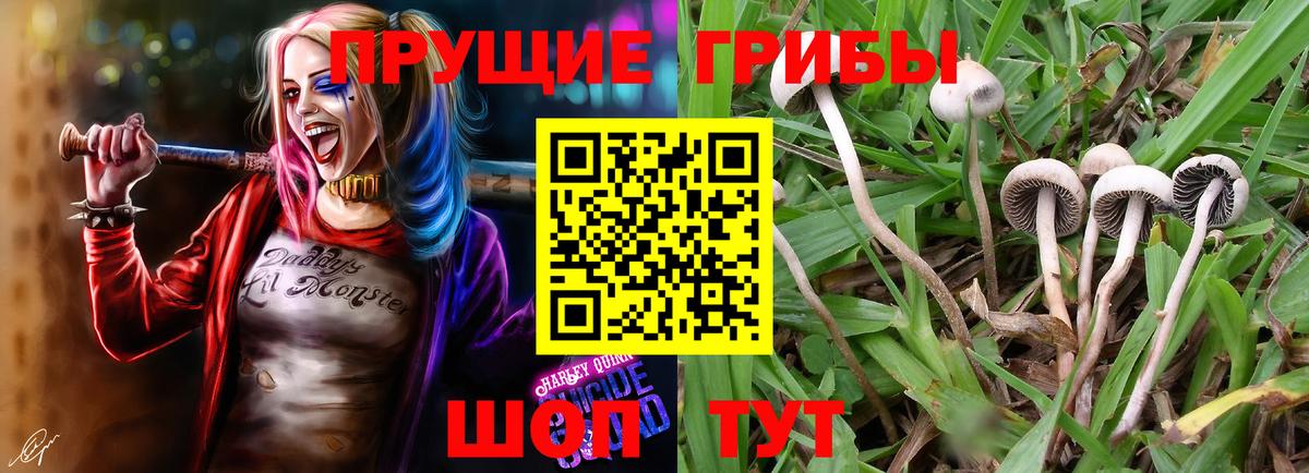 Сухой Лог  Галлюциногенные грибы мицелий  Вход с VPN 